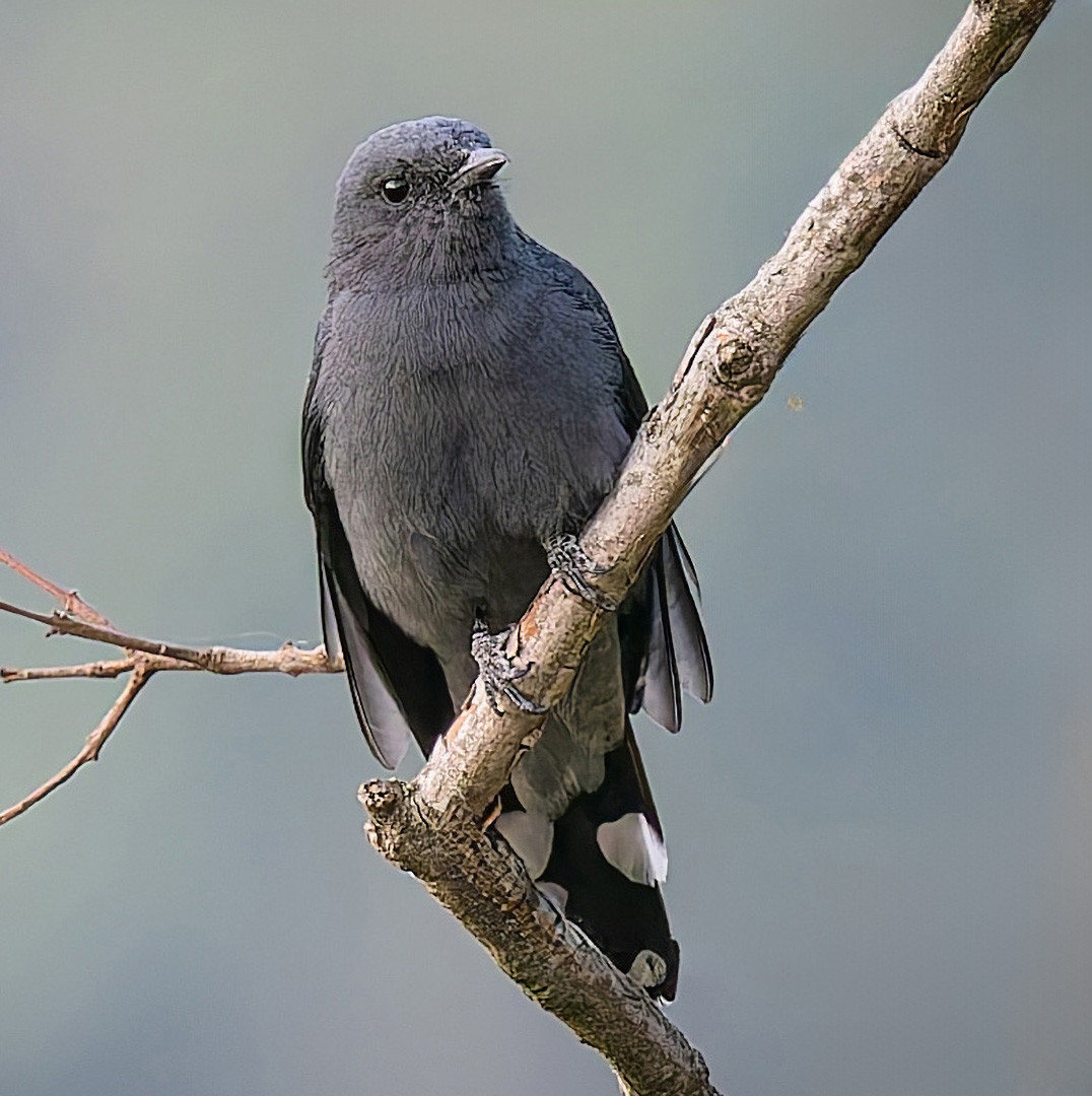image Black-winged Cuckooshrike